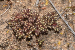 Hyalosperma