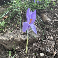 Crocus nudiflorus