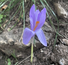 Crocus nudiflorus