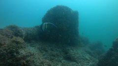 Zanclus cornutus