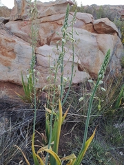 Albuca canadensis