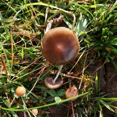 Psilocybe fimetaria