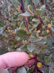 Salix repens