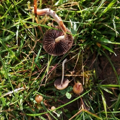 Psilocybe fimetaria