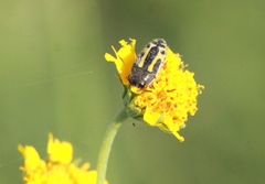 Acmaeodera scalaris