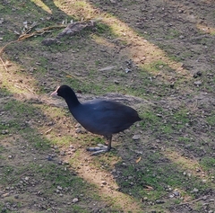 Fulica atra