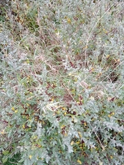 Salix repens