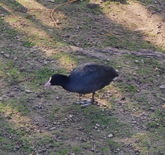 Fulica atra