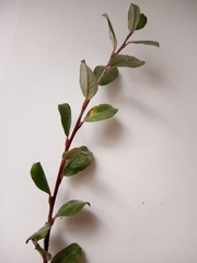 Salix repens