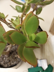Cotyledon orbiculata