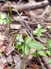 Pterostylis erecta