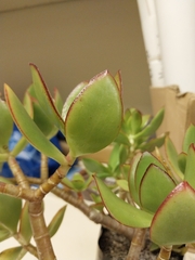 Cotyledon orbiculata