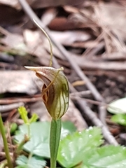 Pterostylis erecta