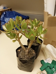 Cotyledon orbiculata