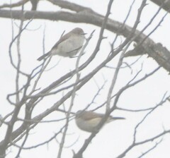 Acanthiza uropygialis