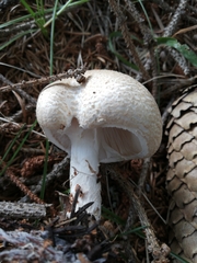 Lepiota ignivolvata