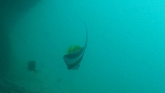 Heniochus diphreutes