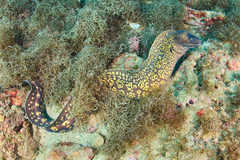 Muraena helena