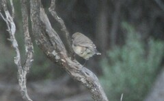 Aphelocephala leucopsis