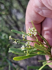 Geijera linearifolia