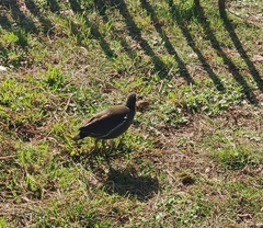 Gallinula chloropus