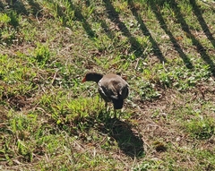 Gallinula chloropus