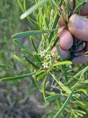 Geijera linearifolia