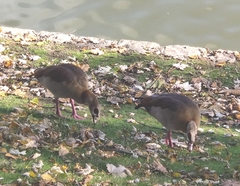 Alopochen aegyptiaca