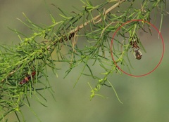Asopinae