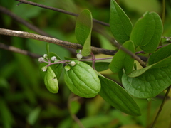 Clematis hedysarifolia