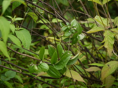 Clematis hedysarifolia
