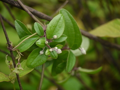 Clematis hedysarifolia