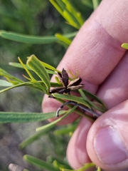 Geijera linearifolia