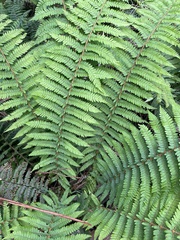 Polystichum proliferum