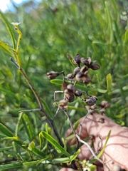 Geijera linearifolia
