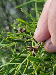 Geijera linearifolia