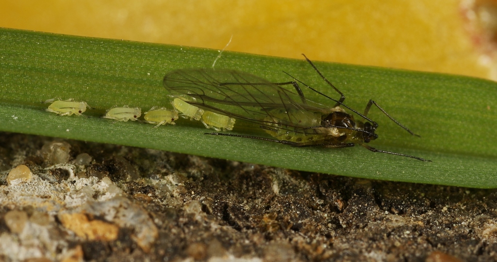 Apple Grain Aphid