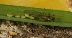 Rhopalosiphum oxyacanthae