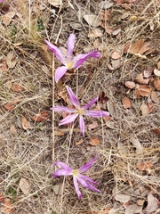 Colchicum montanum