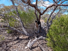Geijera linearifolia