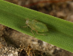 Rhopalosiphum oxyacanthae