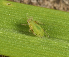 Rhopalosiphum oxyacanthae