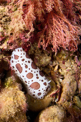 Peltodoris atromaculata