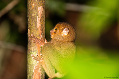 Cephalopachus bancanus borneanus