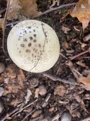 Amanita citrina