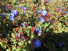 Ceratostigma plumbaginoides