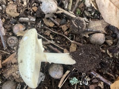 Amanita citrina