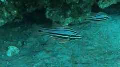 Ostorhinchus limenus