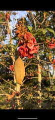 Brachychiton