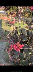 Brachychiton